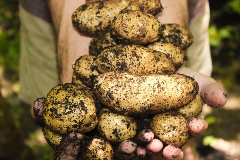 Harvesting Tips