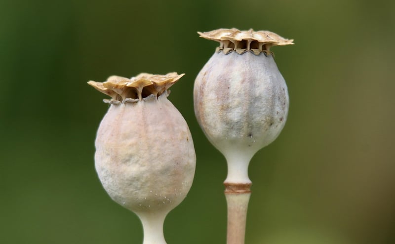 Seed Swap Meetups