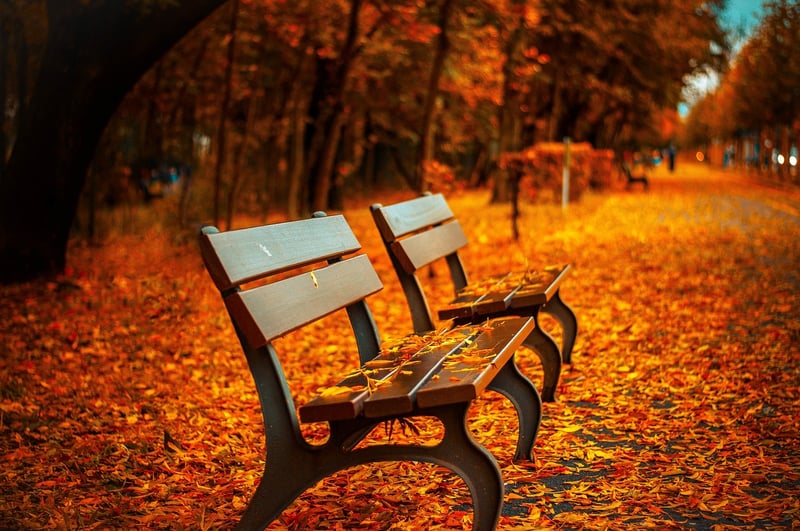 Fall Foliage