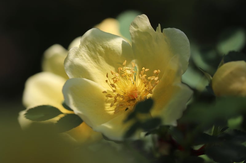 Colorful rose