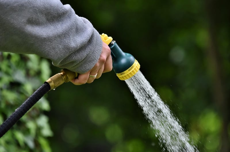 Watering Can Plant Flowers